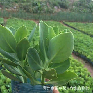 宿根花卉八宝景天批发 地被草花类绿化苗 八宝景天小苗 批发