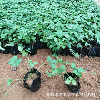 三叶委陵菜五叶委陵菜宿根花卉青州基地批发草花委陵菜工程用苗