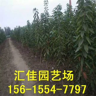 培育樱桃苗 嫁接果树苗 红灯樱桃树苗 规格齐全 含香樱桃苗