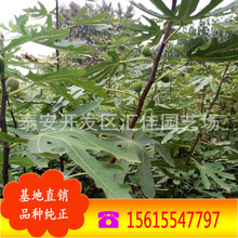 |̓r̎ƷYo ֱN ޽ӟo