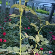 丰花月季 工程绿化红帽子微型月季 耐寒月季花地栽丰花月季苗