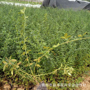 ӭ���������l�WУ������Ԯ���ܹ��̾G����ľ�@���ͺ�ֲ���ӭ��