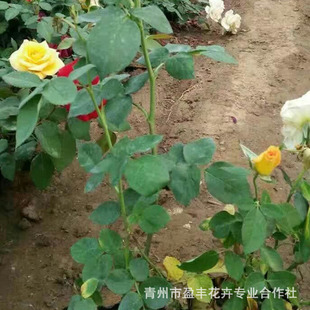 �¼���ͥԺ���Ե����¼��ߗU����Ϙ��¼�õ����¼����_������