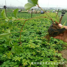 �F؛���� ��Ԯֲ�� ���~���\ ��ɽ�� ����ֲ�� ��������