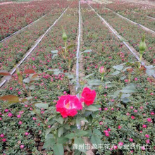 ����΢���¼� ��Ʒ�N�����¼� �ɻ��ʸ� �����¼� ���̓���