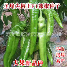 日本圣峰尖椒王F1辣椒种子 高产早熟抗病 基地专用羊角椒品种