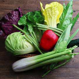 仿真果蔬菜PU白菜辣椒四季豆花菜葱蒜芹菜苦瓜黄瓜丝瓜生菜批发