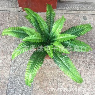 �F؛24 18�^�����˹�� ��˹�~ާ�~��������ֲ�����L��˹