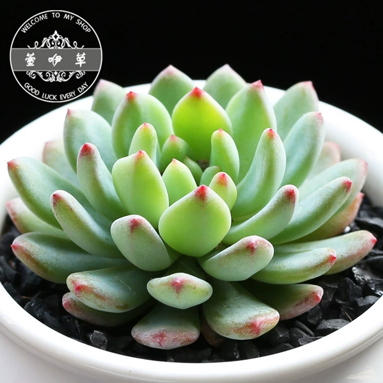 Голубое яблоко, голубой эльф, корейские суккуленты очень равенство, когда вы сейчас доступны. Теплица с прямыми волосами, милый питомец.