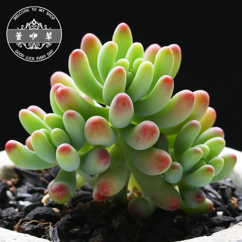 Суккуленты Отом Сердце Горшечные Зеленые Растения Цветочный Горшок Комбинация Цветов Сочные Офисные Бонсай