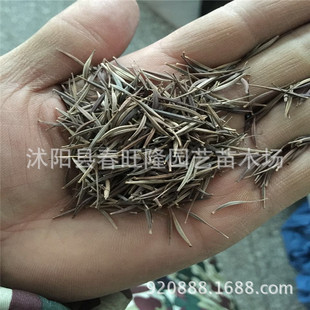 ���l���A�շN�� �S��Ӣ�N�� �S����˹�� �򻯾շN�� �����Nֲ