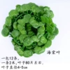 1 pack of begonia leaves (12 pieces)