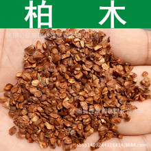 林木种子 柏木种子 香扁柏 垂丝柏 柏木树种子 柏树 1件=1斤