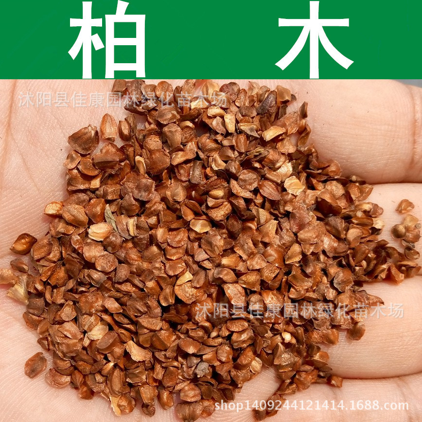 林木种子 柏木种子 香扁柏 垂丝柏 柏木树种子 柏树 1件=1斤