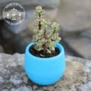 New blue