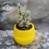 New yellow