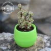 New green