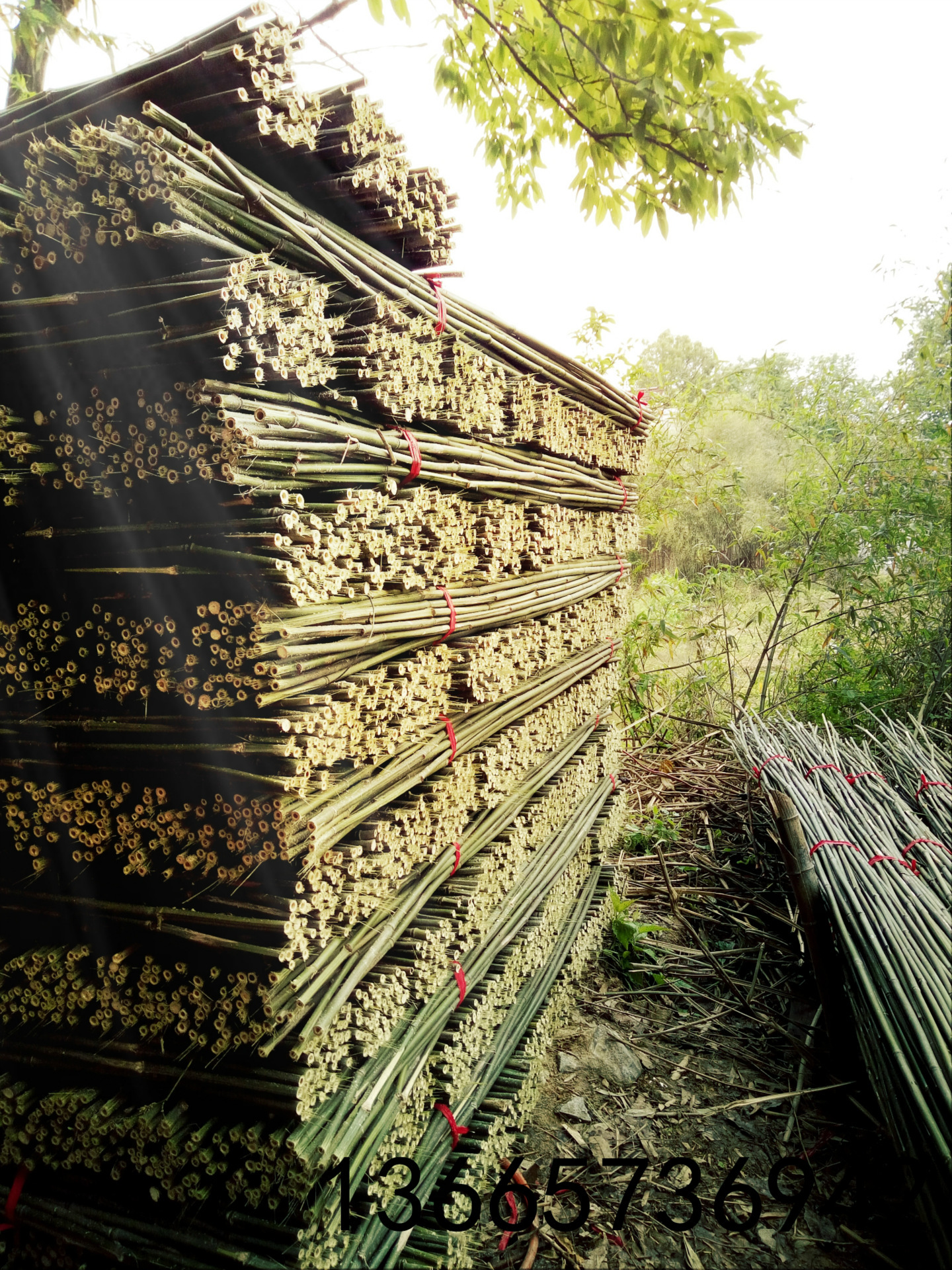 半实心菜架竹 小山竹苦竹五指竹 篱笆杆小毛竹蔬菜瓜果搭菜旗杆竹