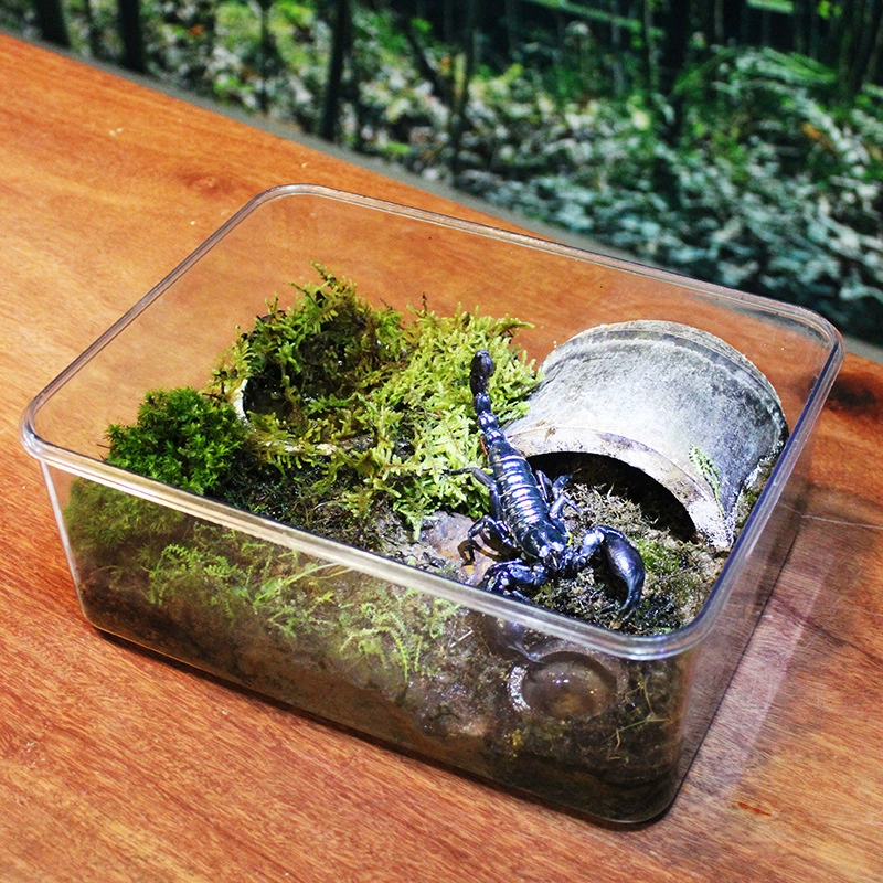 Прозрачный Настольный небольшой аквариум для золотых рыбок резервуар для черепахи ящик для разведения рептилий пластиковый резервуар экологический ландшафтный дизайн производители резервуаров оптом
