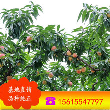 ĴзNֲҘ ɽҘr 3-10ֶѩ