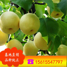 河南早酥红梨 新品种梨树 耐旱丰产 果树苗木大规模批发低价促销
