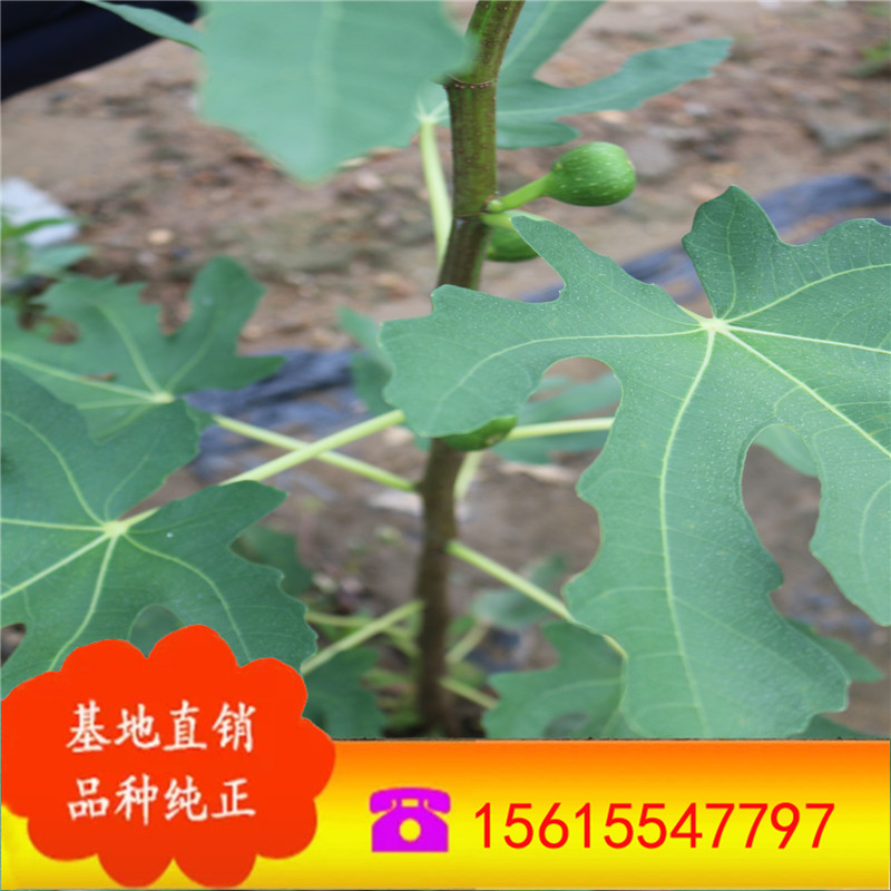 湖南基地长期批发无花果果苗  砂糖无花果苗 波姬红无花果树苗