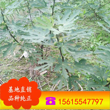 ɽ�|���l���Թ����� �޽ӟo�������� ����ҟo���� ��Ƥ�o����