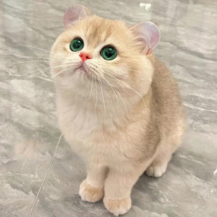 Ӣ�̽�u�Ӽ��N��؈��������؈�Lë�G���{��Ӣ��ny12ɫ���w����؈