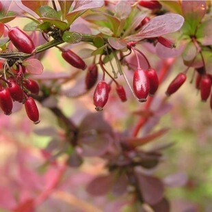 �²ɼt�~С�޷N�� ͥ�@���ܼt�~С���� �@�־G���G�h�t�~С�޷N��