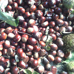 �����w������3113��������������313�����N���\Ƹ�ǳ��Ӻ����rŴ