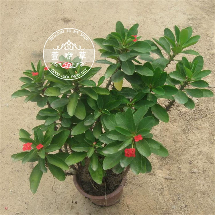 Тигровый шип, комнатное растение в горшке, декоративное растение, зеленое растение для дома