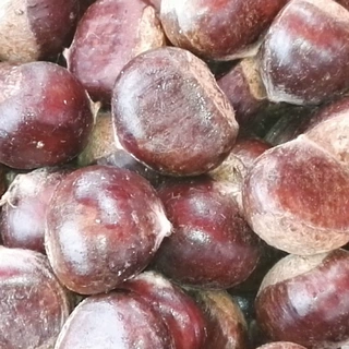 产地直销迁西老树标栗板栗油栗燕山生栗子500g/袋现炒