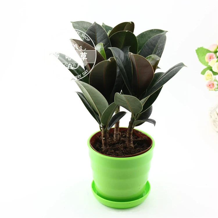 Оптовые поставки растений Black Diamond: растения в горшках Black Diamond, растения в горшках из искусственного резинового дерева, не требующие особого ухода декоративные бонсай для дома и офиса.