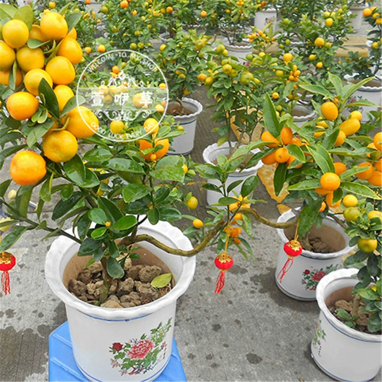 Четыре сезона кумкват саженец в горшке гостиная счастливые растения Комнатные цветы зеленые растения маленький зеленый мандарин Сад бонсай хорошо кормить