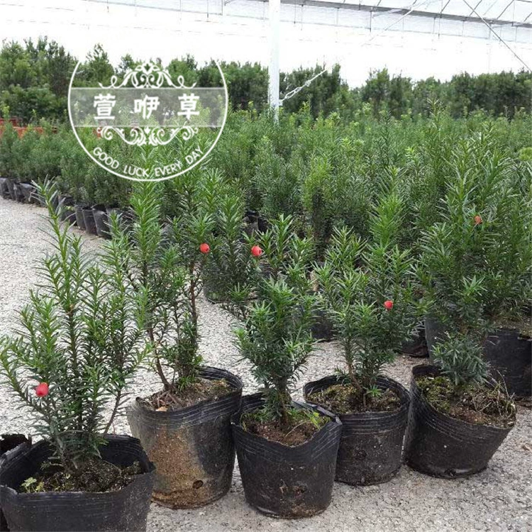 Taxus chinensis высококачественное растение Taxus chinensis бонсай