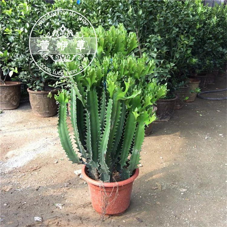 Кактус «Драконий кость» в горшке, зеленый кактус «Драконий кость», зеленое суккулентное растение, цветок «Драконий кость» для декора дома и офиса.