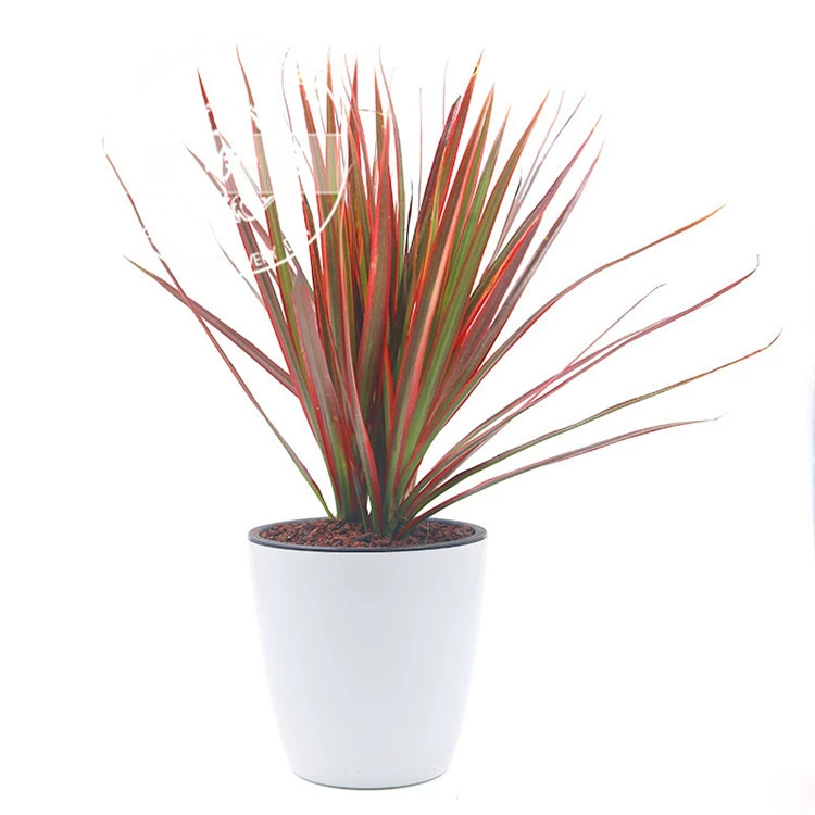Зеленое растение в горшке Трехцветная драцена красный бамбуковая листва растение цветоводство крытый бонсай Базовая доставка