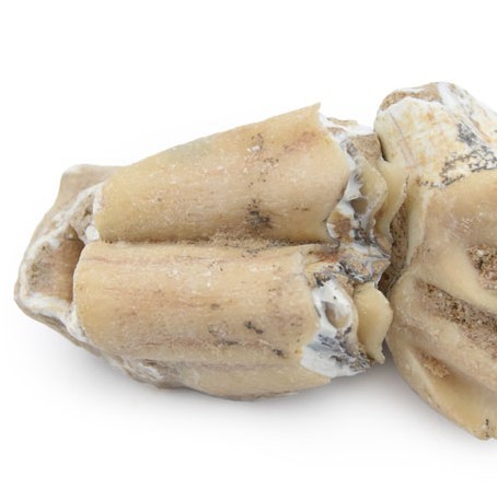 龙齿个 白龙齿 中药材批发 龙齿粉 龙齿化石 1000g克