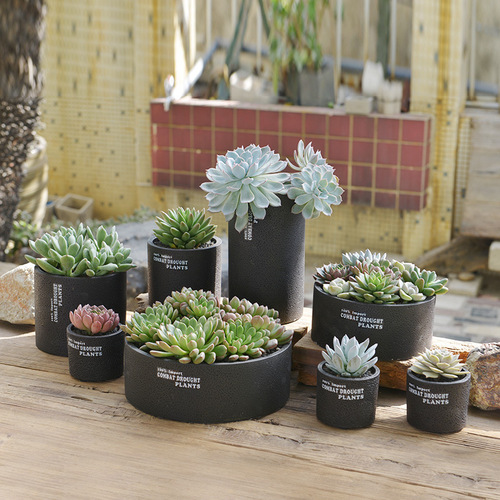 Creative succulent flower pots black spots breathable cement flower pots foam packaging simple desktop potted plants wholesale