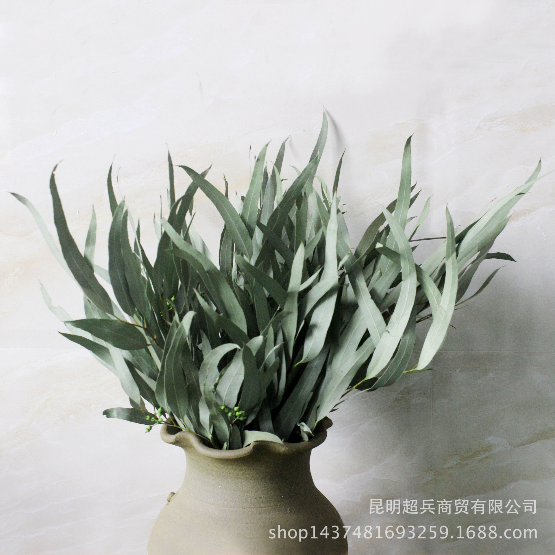 [Xiaomi leaves] Eucalyptus leaves Xiaomi leaves and leaves with…