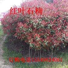 �L������ľ���ܼt�~ʯ骘� �G����ɫ��ľ�����t�~ʯ�mС��r��