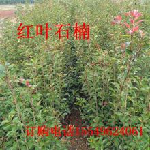 ������ľ���������Ԯaֱ�N�t�~ʯ� �t�~ʯ�m�r���ُ���l���]