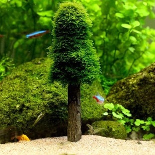 ���Q�¿���Ʒ �쾰Ī˹�� �}�Q�� moss�� ˮ�݅�����