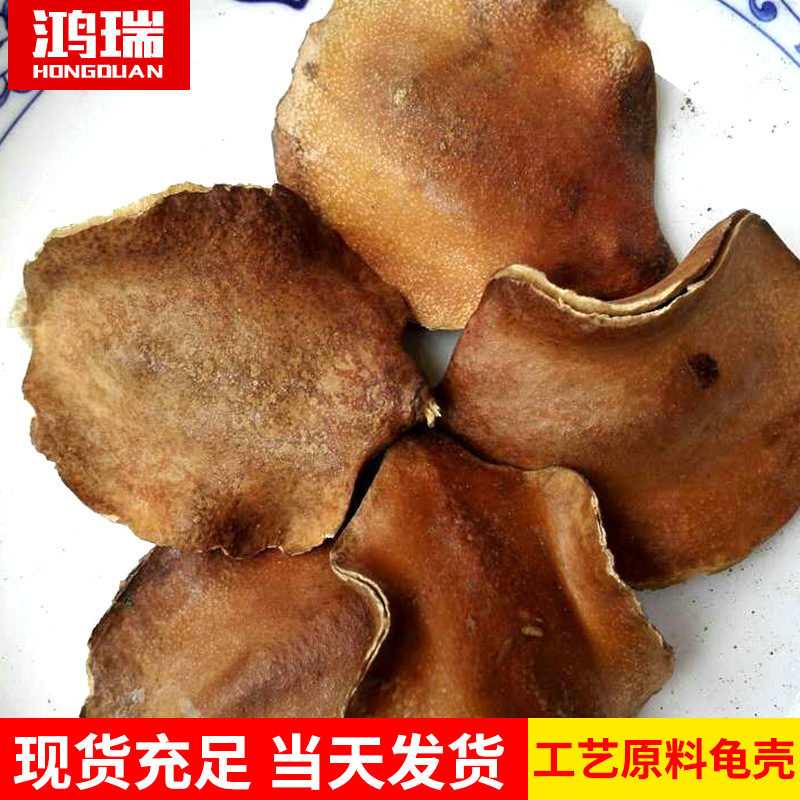 Natural craft raw material: tortoise shell. Natural craft material for decoration. Natural tortoise shell dried flower ingredients.