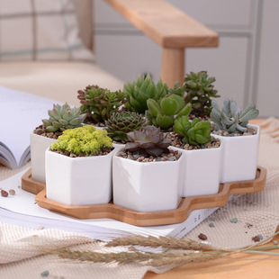 ��ɫ����ֲ���մ�С��߅��10��������zakka���Ի����辰����M��