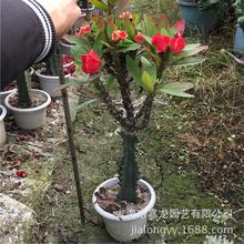 虎刺梅 大戟科藤蔓状多刺植物铁海棠四季开花 庭院别墅沙漠景观