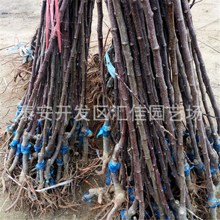 ������F���O���� ����Ʒ�N������  �������� ����1̖�O������