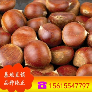 板栗苗批发 规格齐全 大红袍板栗苗价格  嫁接果树苗大红袍板栗苗