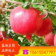 Ĵʯ ԵͥԺʯr Y ̩ɽtʯ