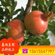 天红蛋石榴苗怎么样 石榴苗种植方法 山东石榴苗批发 石榴苗品种